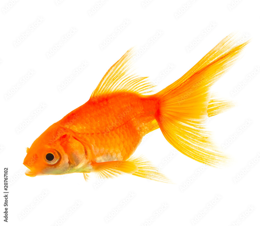 Goldfish Goldfish