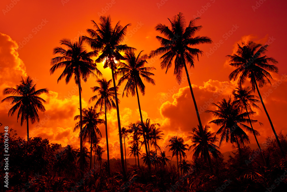 Coconut palms on sand beach in tropic on sunset