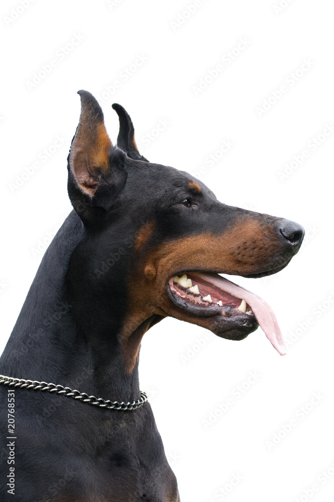 dobermann isolated over white background dobermann isolated over white background