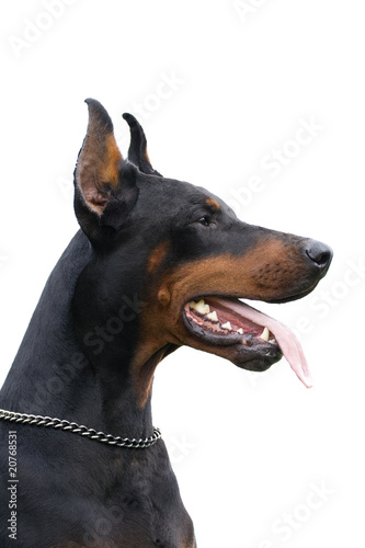 Tablou canvas dobermann isolated over white background