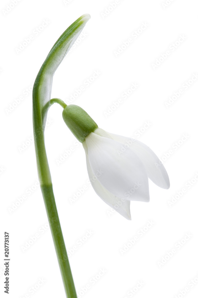 Schneeglöckchen Schneeglöckchen
