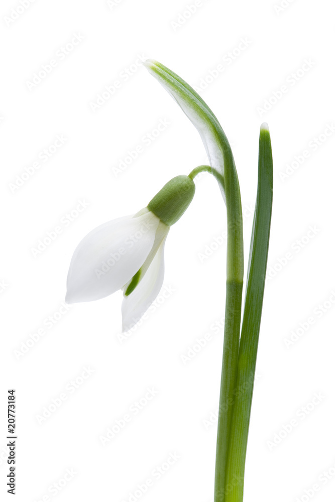 Schneeglöckchen