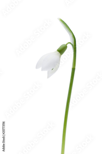 Schneeglöckchen