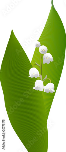 spring lily of the valley 