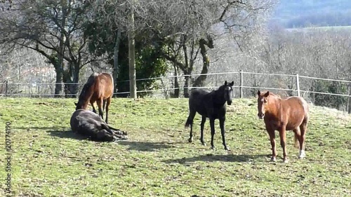 Wallpaper Mural One horse rolling on the grass Torontodigital.ca
