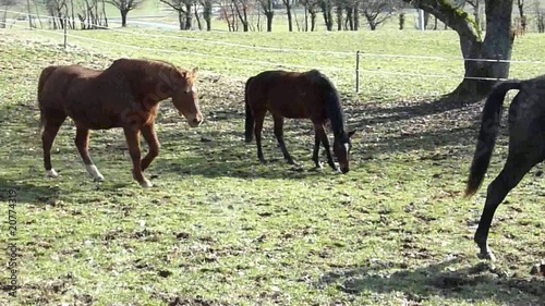 Horses walking and standing in a meadow