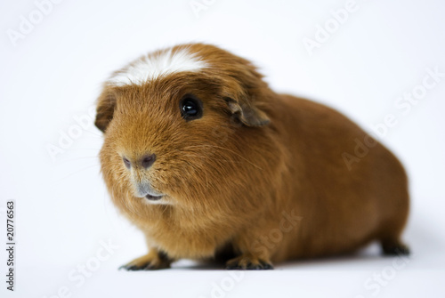 meerschwein