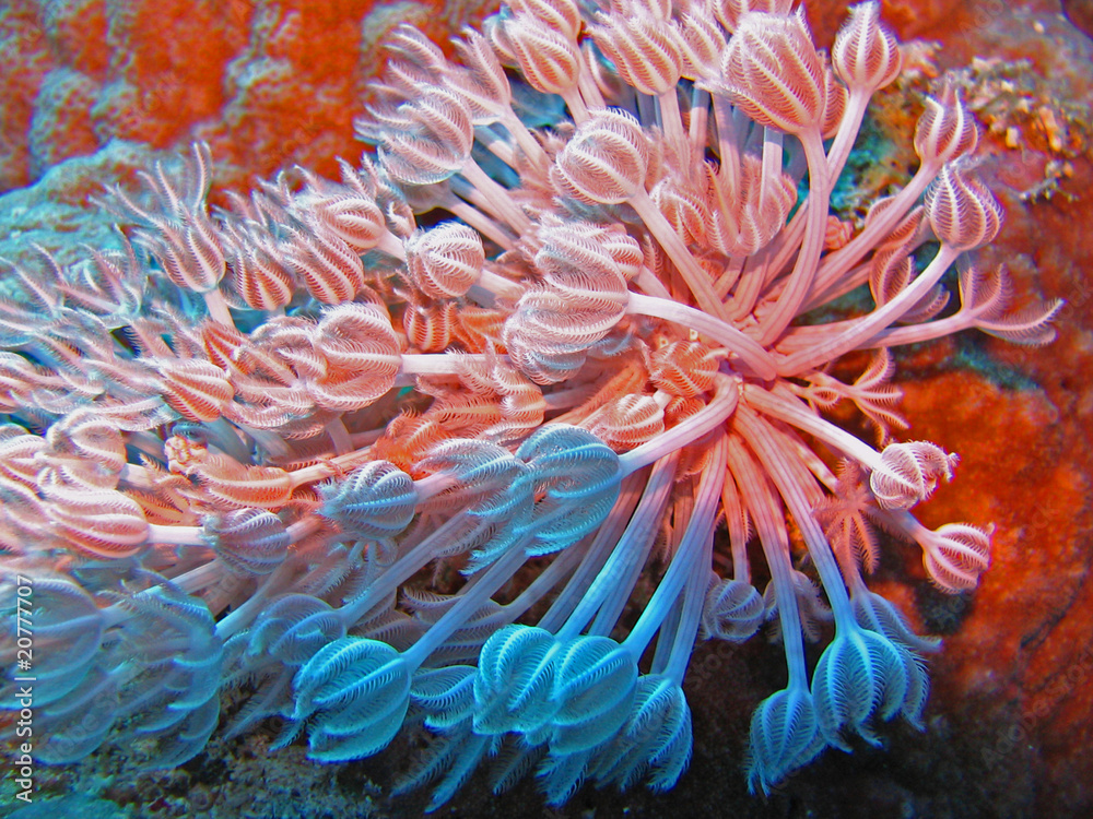 Anemone Anemone