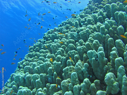 Korallen Riff
