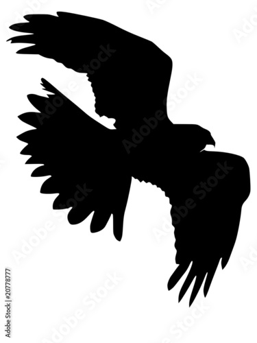 silhouette of harrier