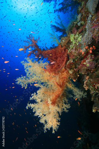 Fototapeta Naklejka Na Ścianę i Meble -  Colorful Soft Coral