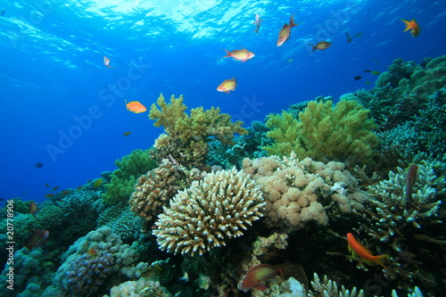 Coral reef © Richard Carey