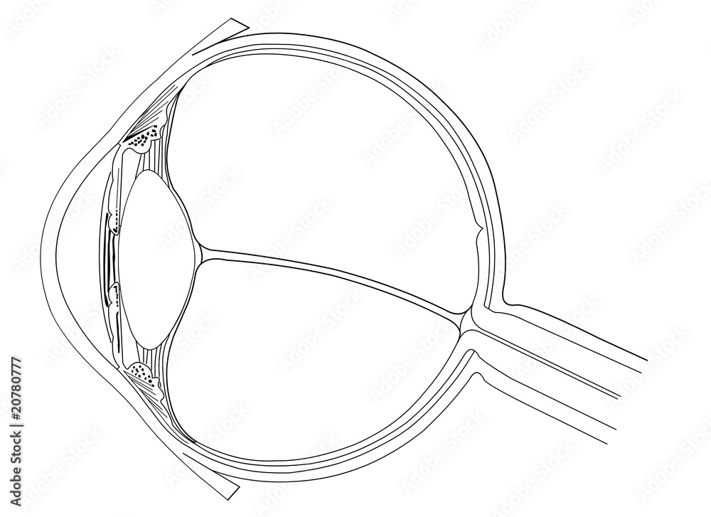 eye anatomy Stock Vector | Adobe Stock