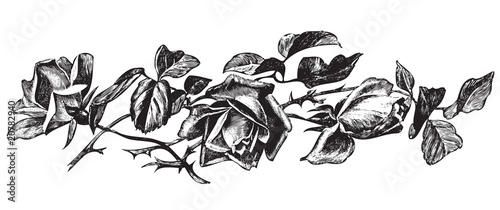 antique roses engraving (vector)