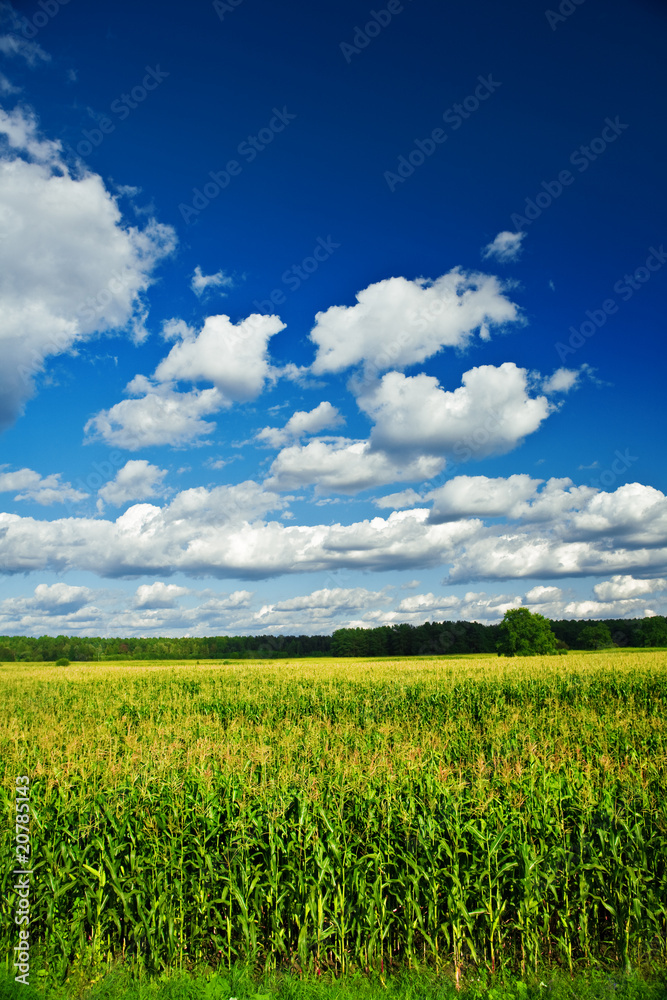 landscape of corn field landscape of corn field