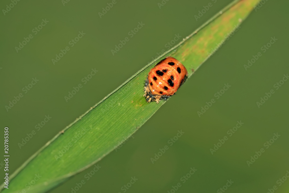 Fototapeta premium ladybug