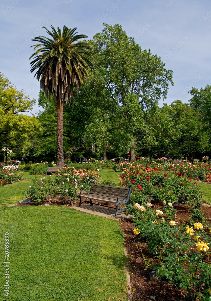 Naklejka premium Rose Garden