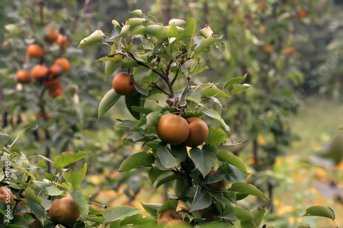 Φωτογραφία atago pear