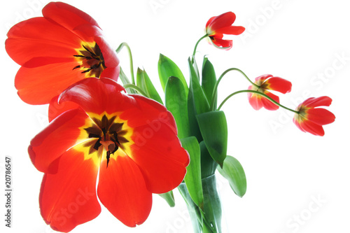 Red spring tulips in vase