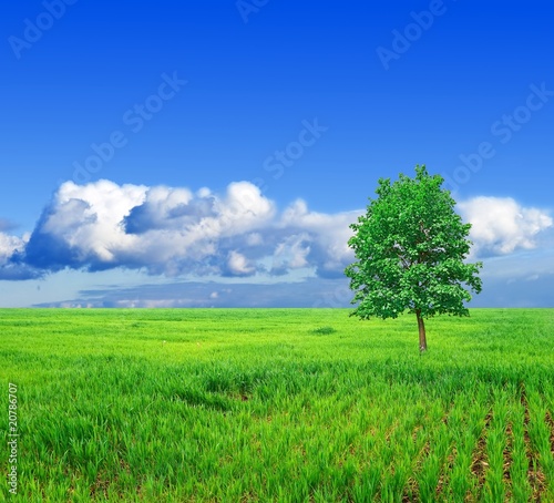 alone tree in a green field