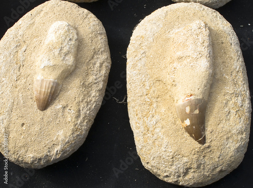 fossil teeth photo