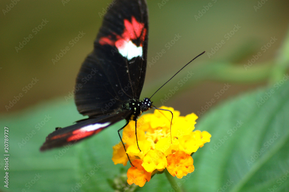 Fototapeta premium papillion
