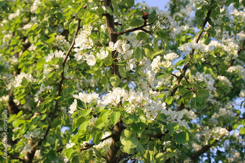 spring in garden