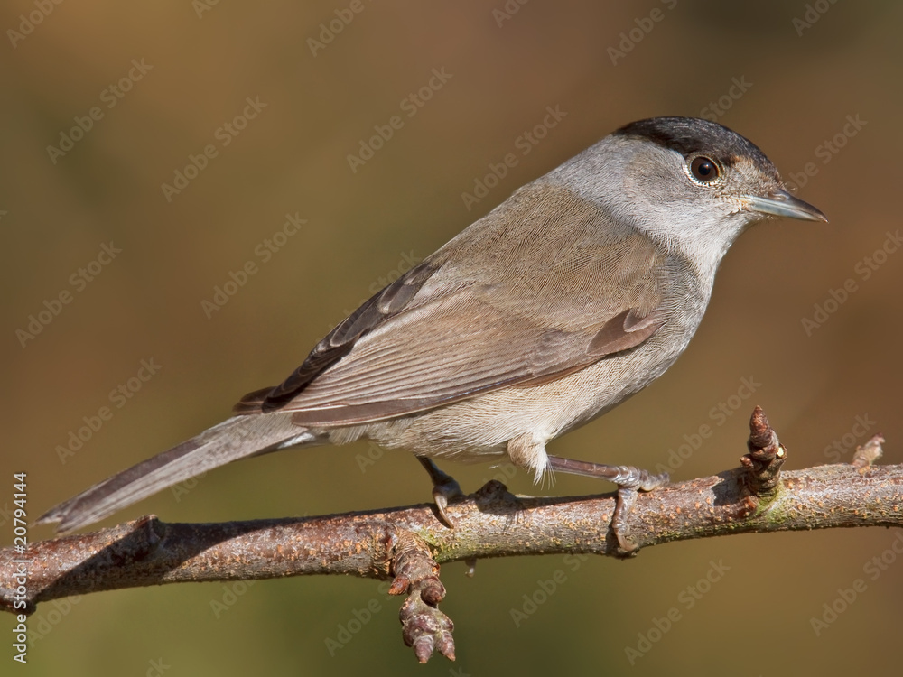 Fototapeta premium Blackcap, Sylvia atricapilla