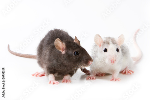 Small rat on white background