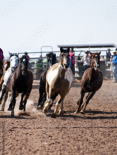 rodeo horses