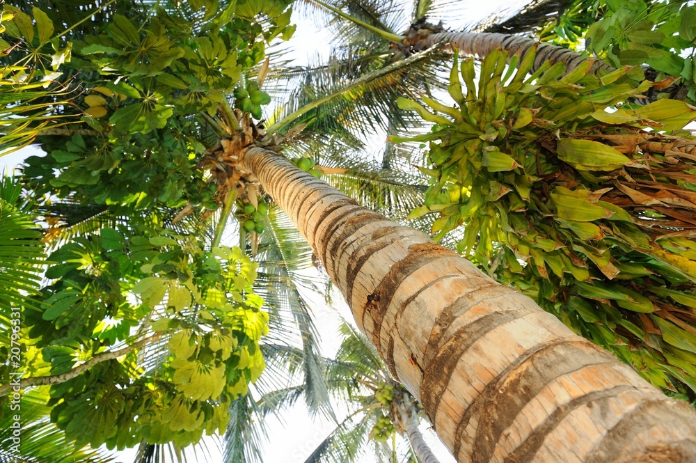 Fototapeta premium Tropical palm tee