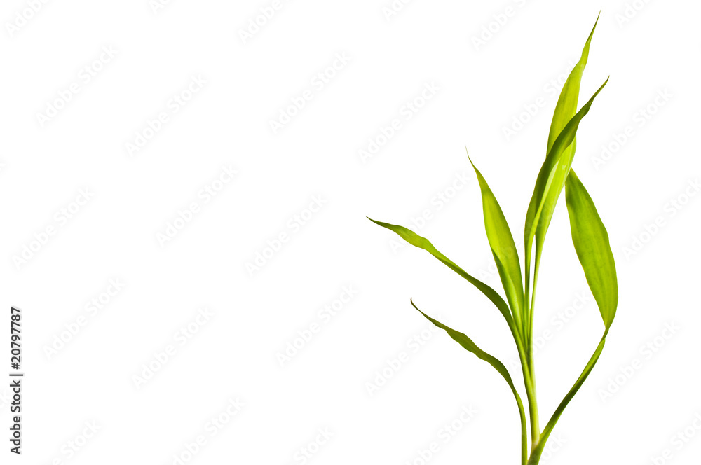 Bamboo leaf with space for text