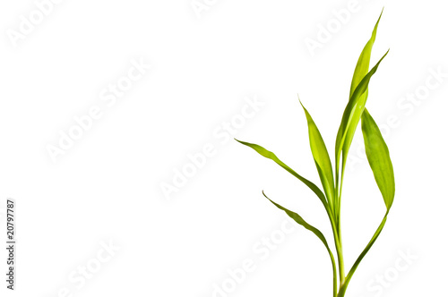 Bamboo leaf with space for text © irishmaster