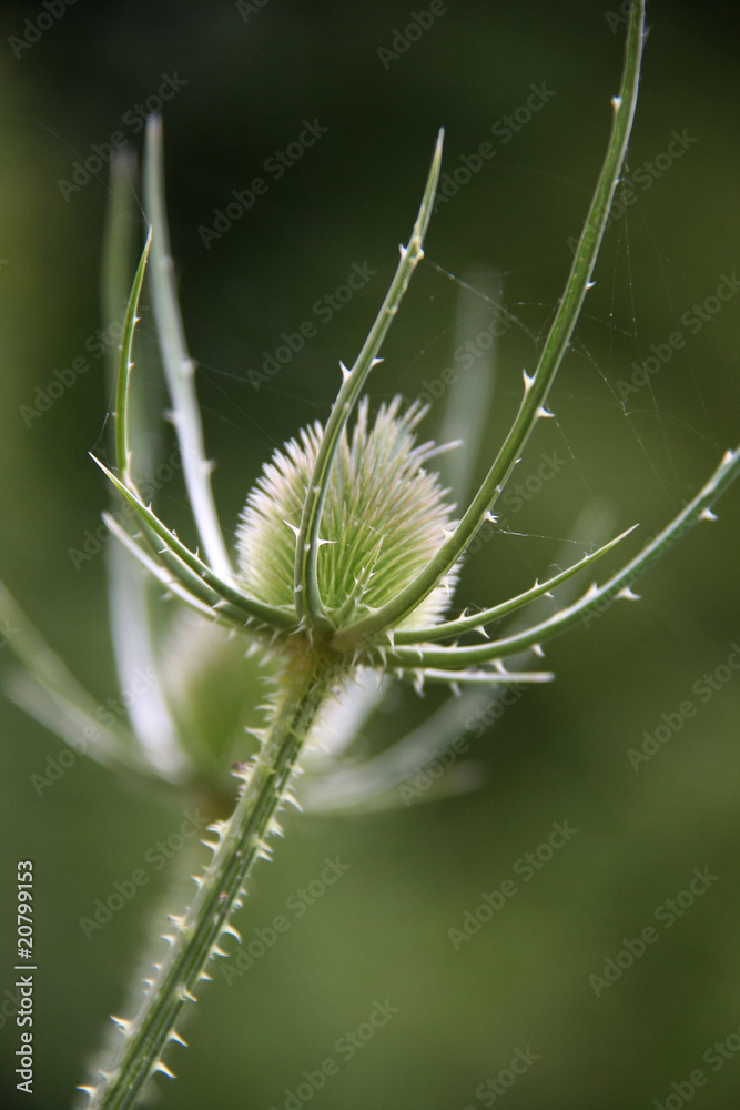 cirsium vulgare