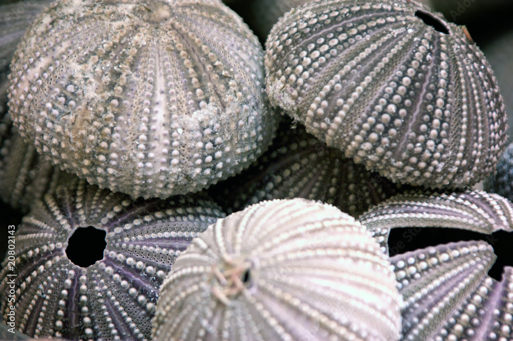 sea urchin stack sea urchin stack