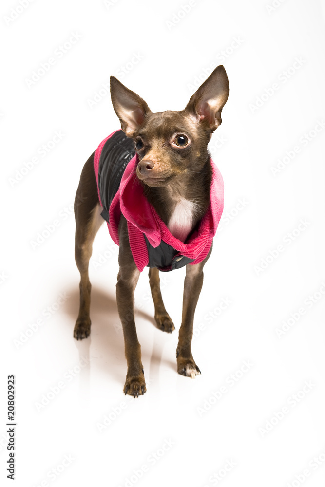 Picture of a funny curious toy terrier dog in dog clothes
