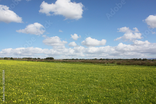 Tableau sur toile campo fiorito e cielo sereno