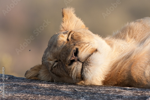 Lazy Lion photo