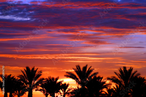 Palm trees at sunset © soleilc1