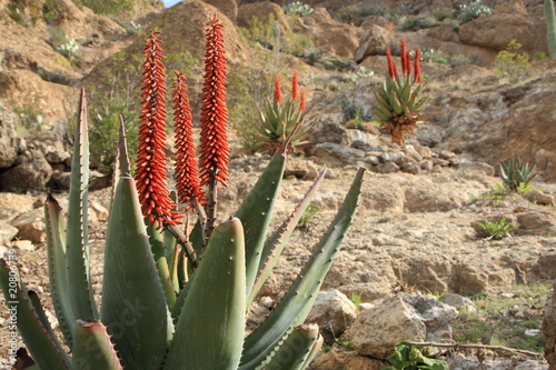 exotic cape aloe hybrid plant