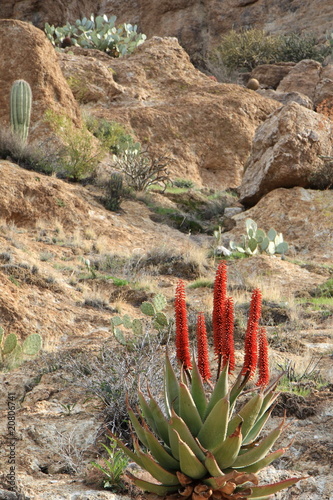 small cape aloe hybrid plant in desert setting