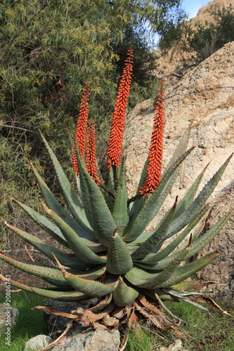 exotic cape aloe hybrid plant