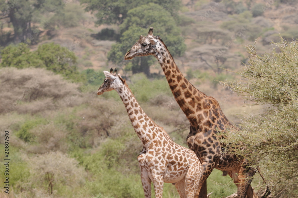 Giraffen Giraffen