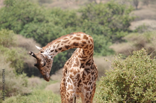 Giraffendetails