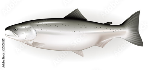 Salmon
