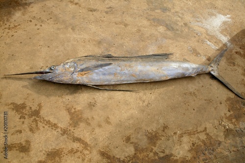 African Espadon sailfish dead fishermen catch