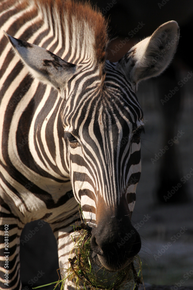 Naklejka premium Grantzebra