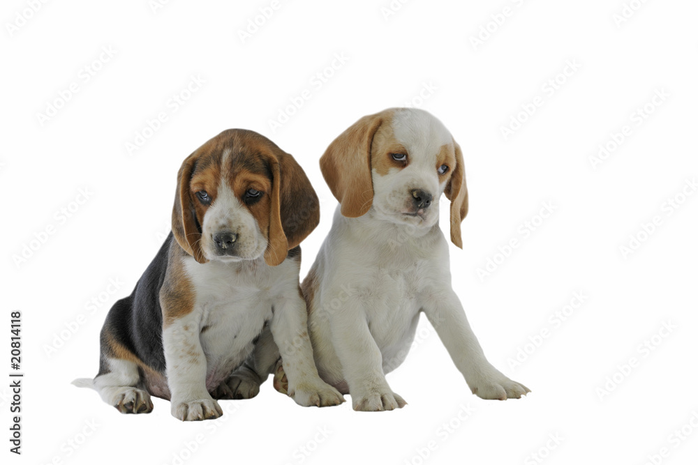deux chiots beagle assis ensemble à l'air triste