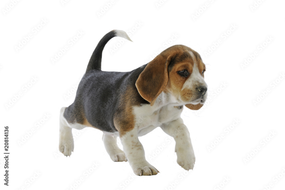 jeune chiot beagle marchant en studio sur fond blanc