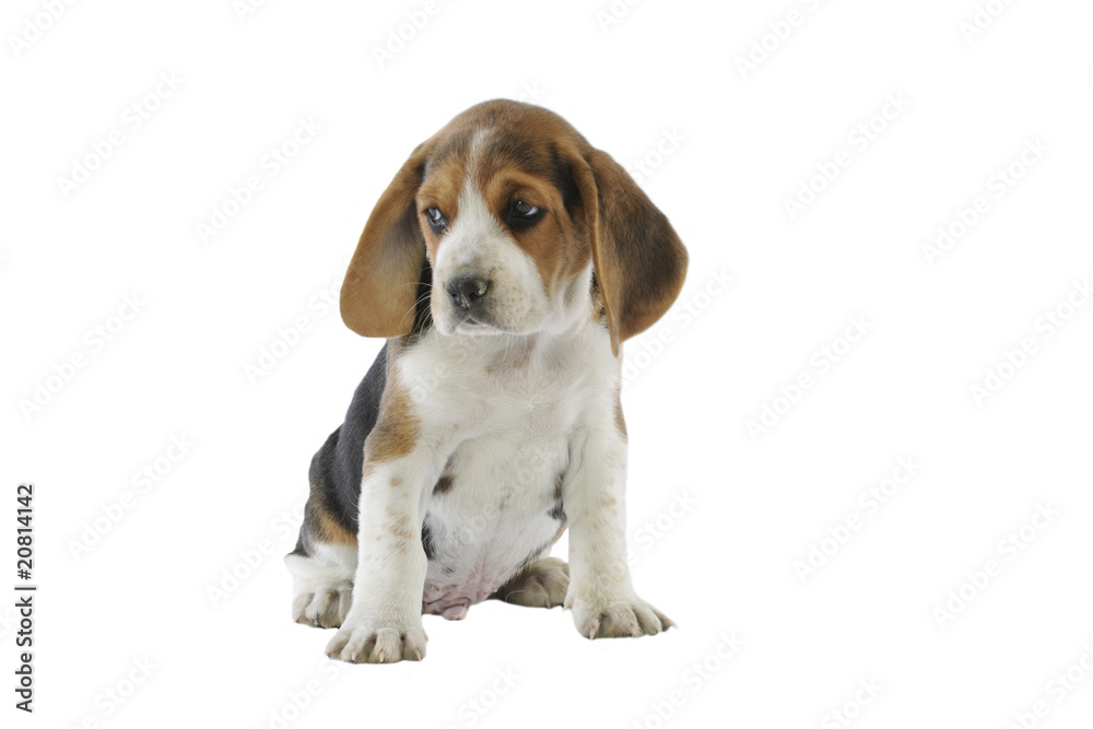 chiot beagle attendrissant assis